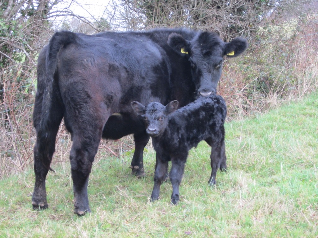 2 year old Rosemead Jeronny heifer with day old Hillsgrove heifer calf at foot